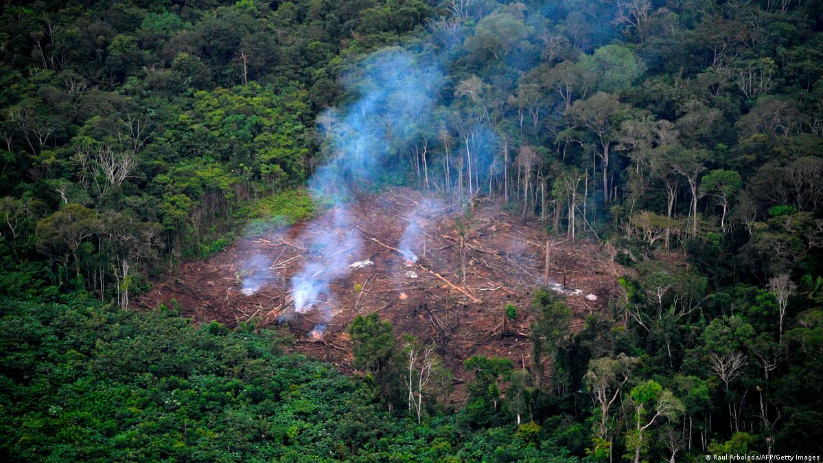 Dia da Amazônia: 10 ONGS que trabalham pelo meio ambiente
